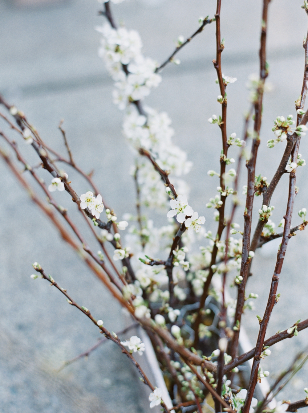 tiny-white-flowers-on-branches