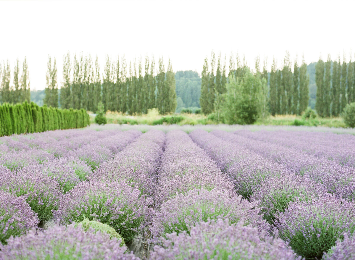 Woodinville Lavender fields - planned by Pink Blossom Events