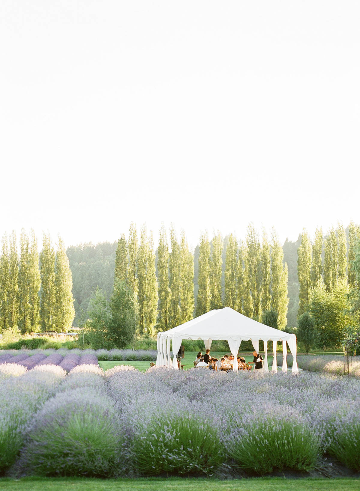Woodinville Lavender fields - planned by Pink Blossom Events